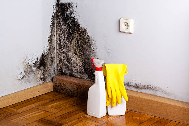 Best Local water damage restoration  in Fanwood, NJ